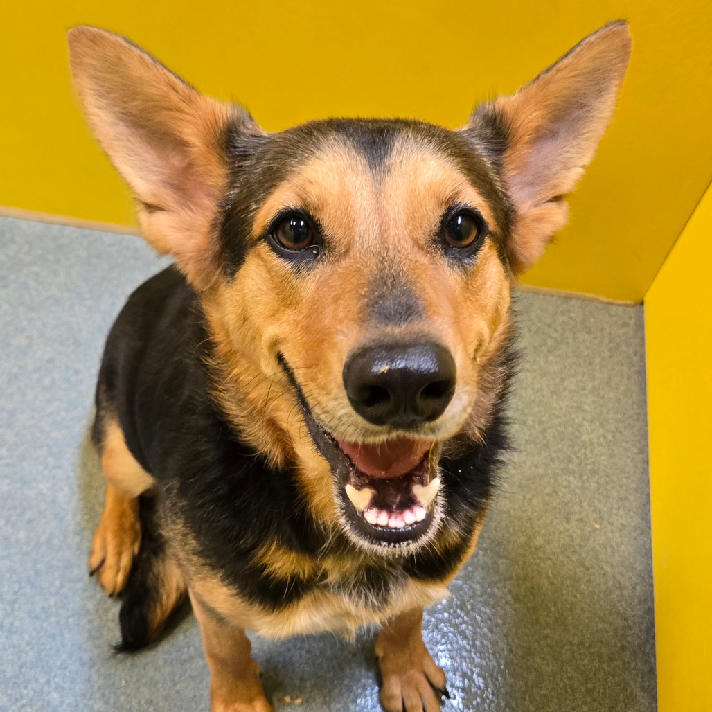 LUCKY - Shepherd available for adoption