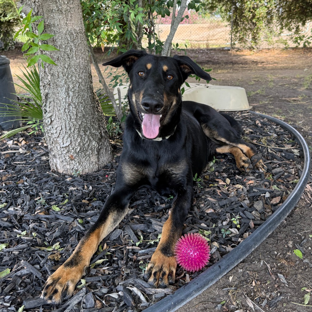 Felix, photo 28