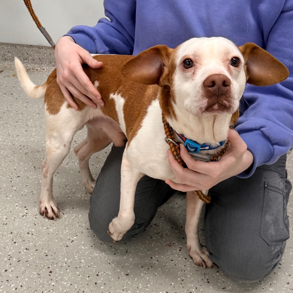 Henry — thumbnail 3