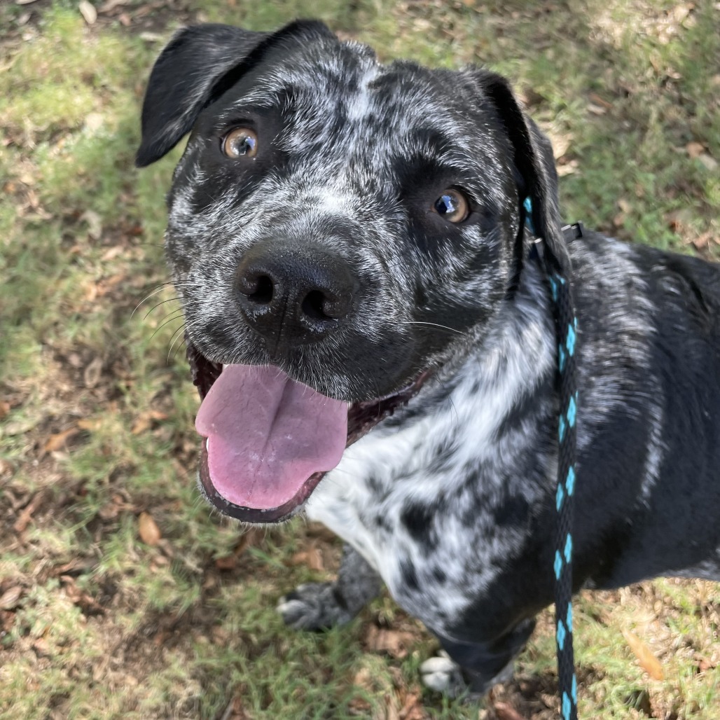 BENJI - Catahoula Leopard Dog / Mix available for adoption