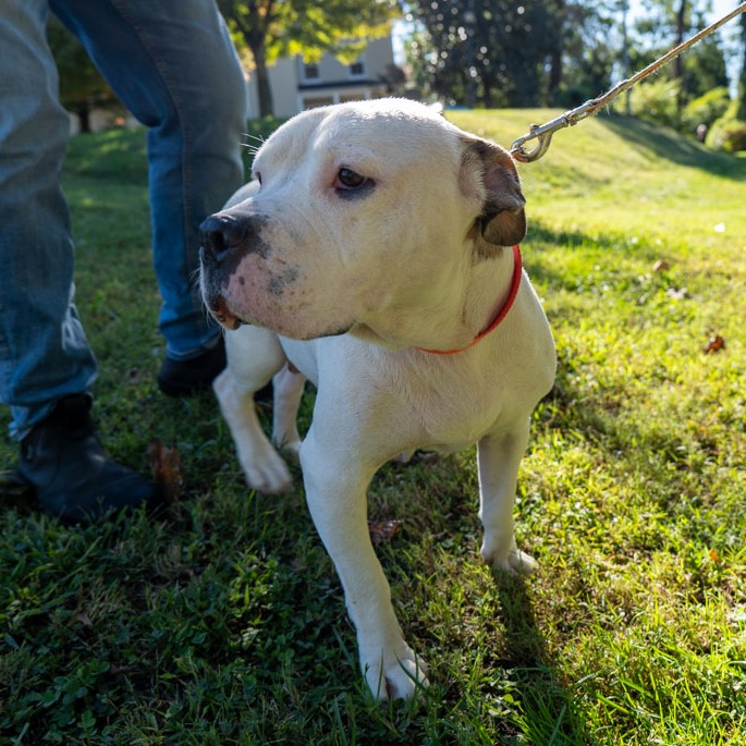 MAMA JAMA - Terrier / American Pit Bull available for adoption