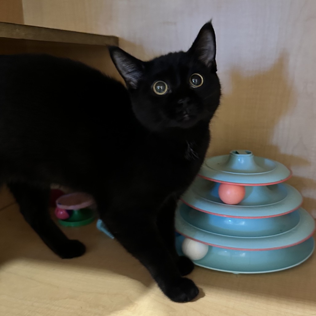 SANSA - Domestic Shorthair available for adoption