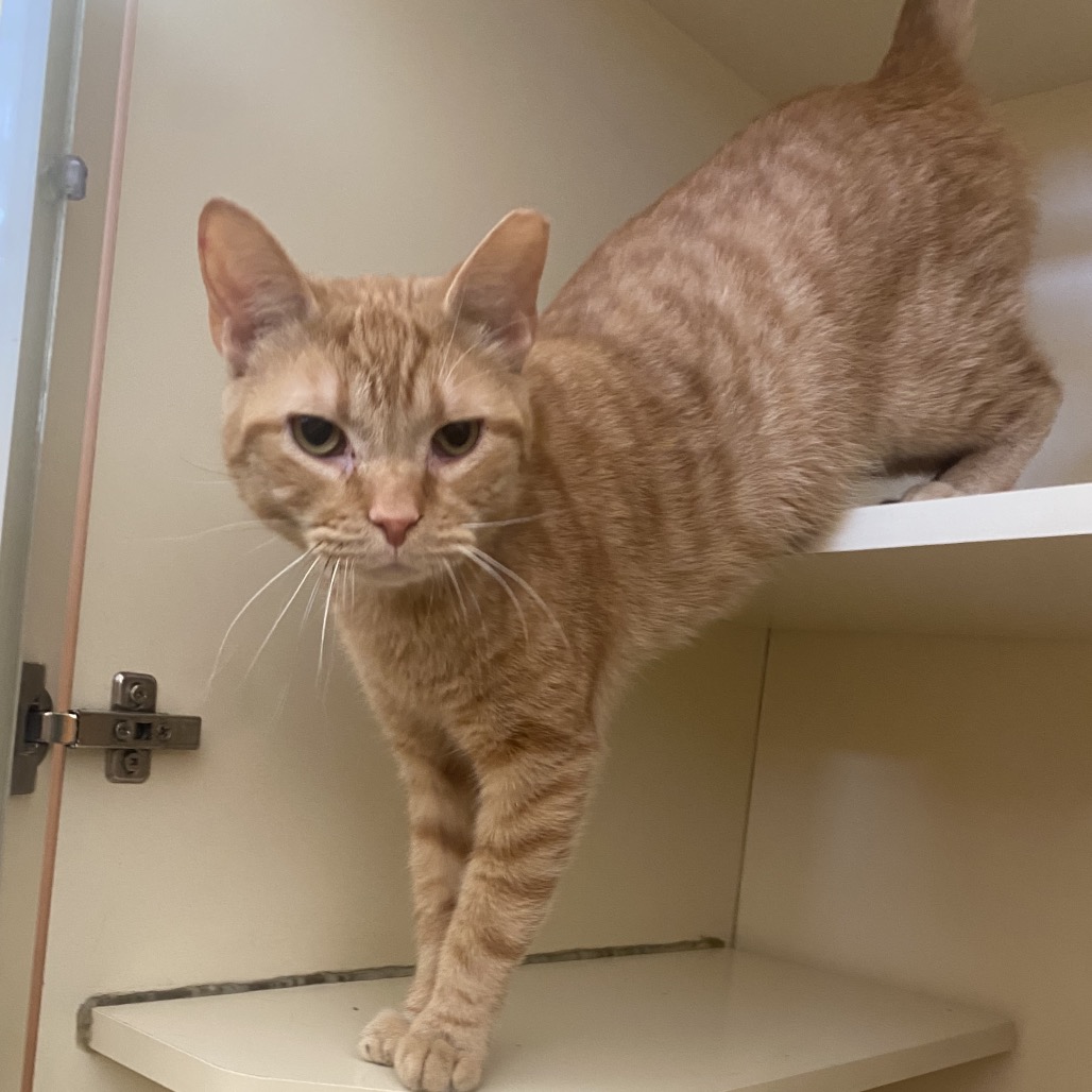 TWILIGHT - Domestic Shorthair available for adoption