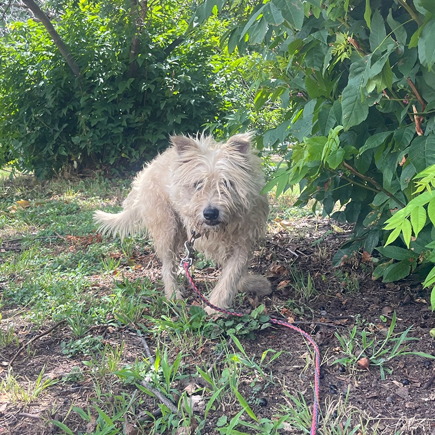 Scrappy, additional photo
