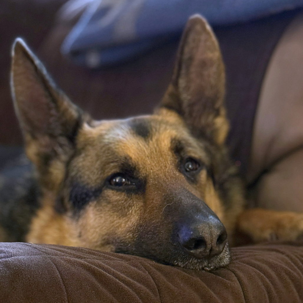 Floki, photo 3