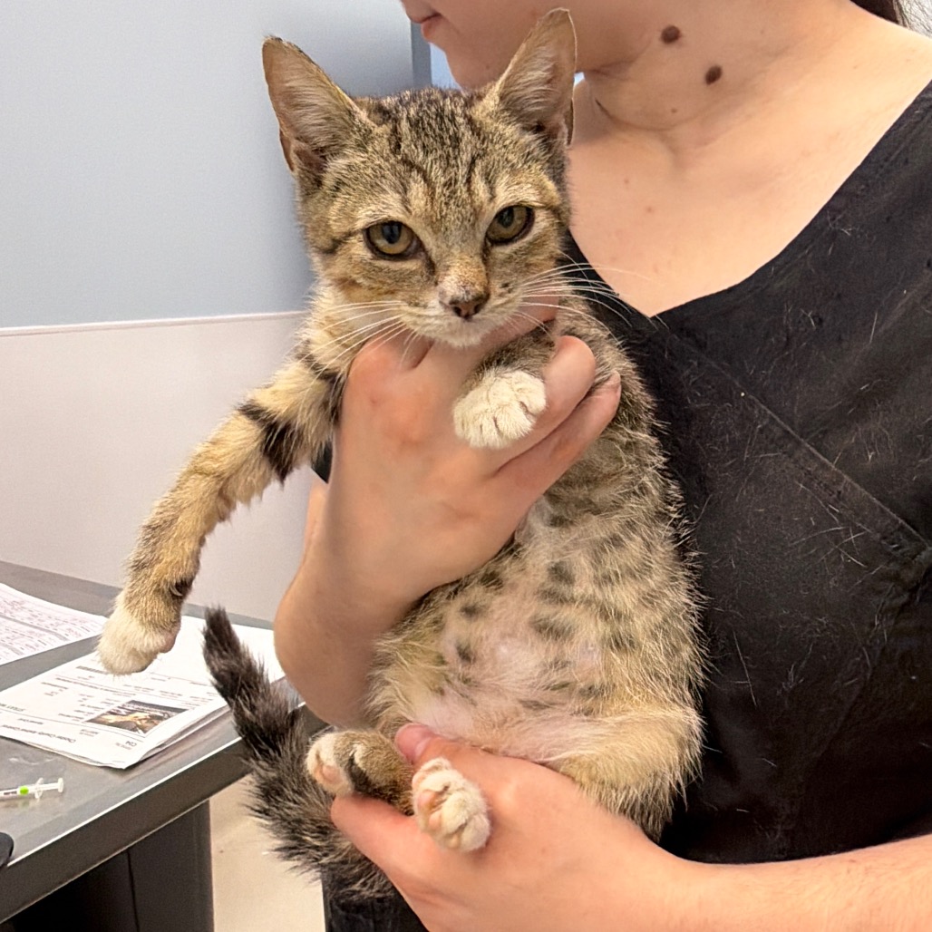 SWALLOWTAIL - Domestic Shorthair available for adoption