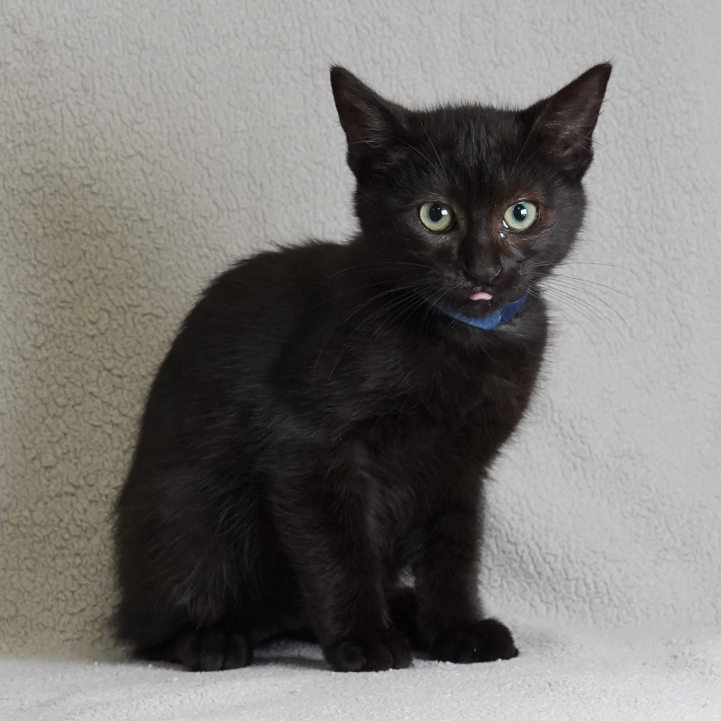 Malcolm (Navy Collar)
