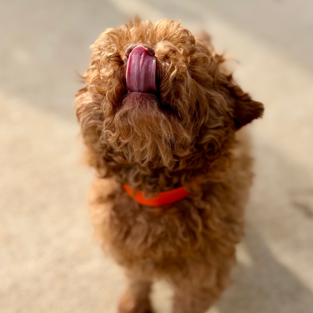 Chase (F26-05), photo 17