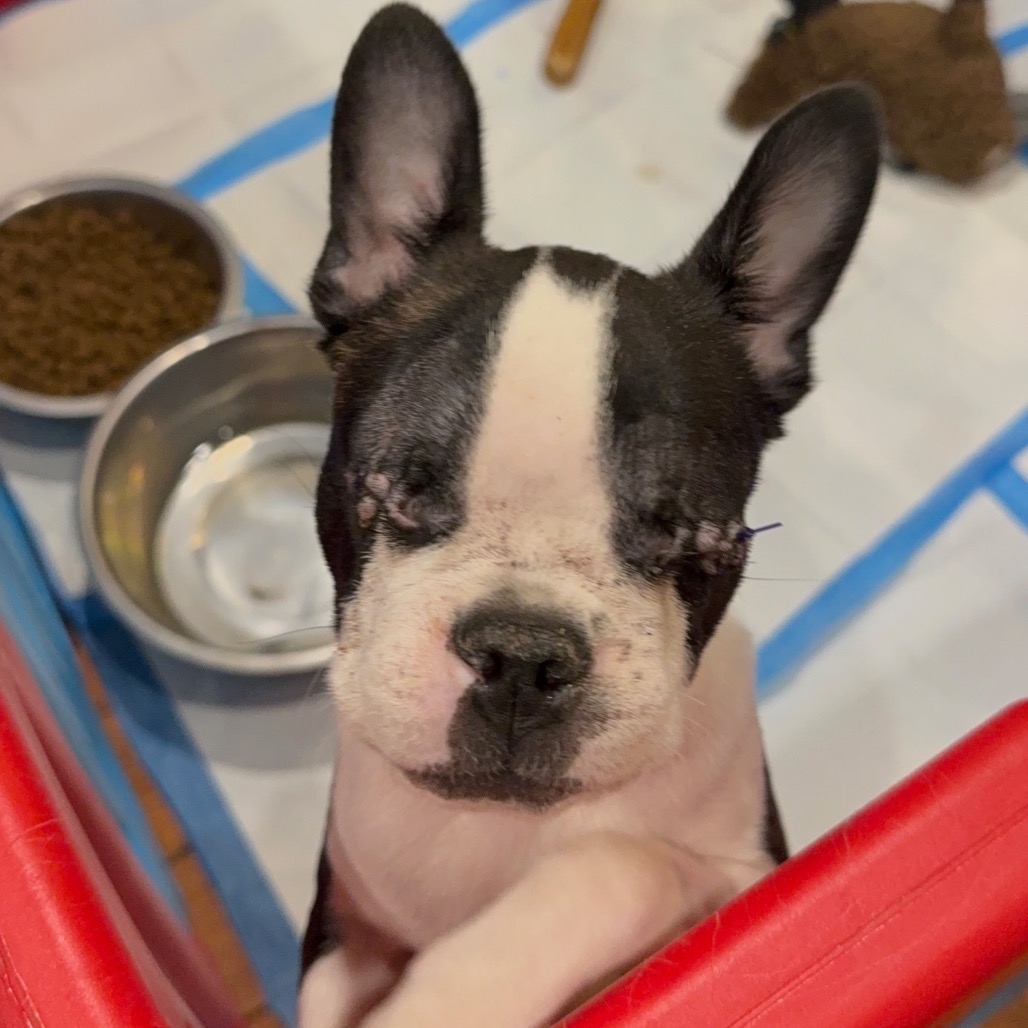 Beans - Phoenix Animal Rescue