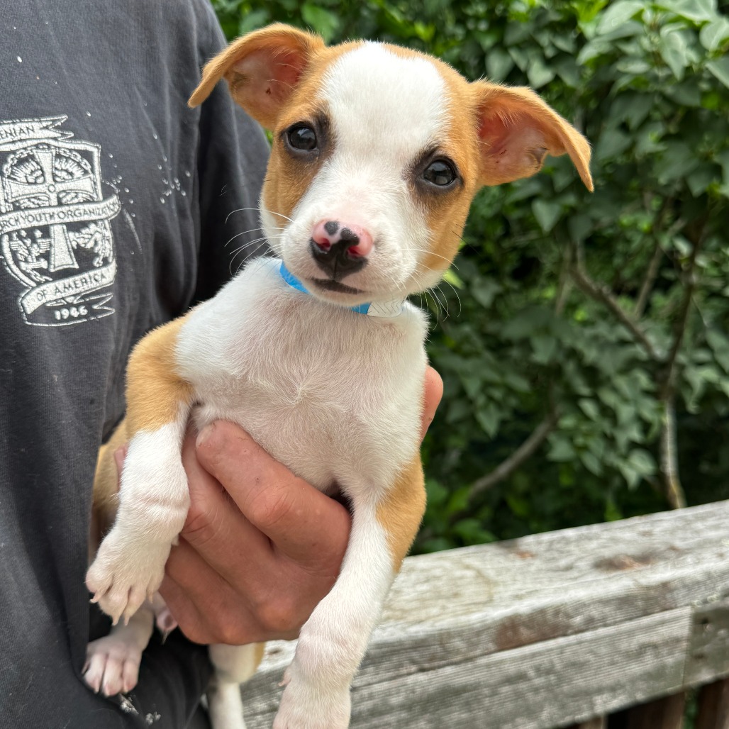 NY Grinch (foster in Brewster NY)