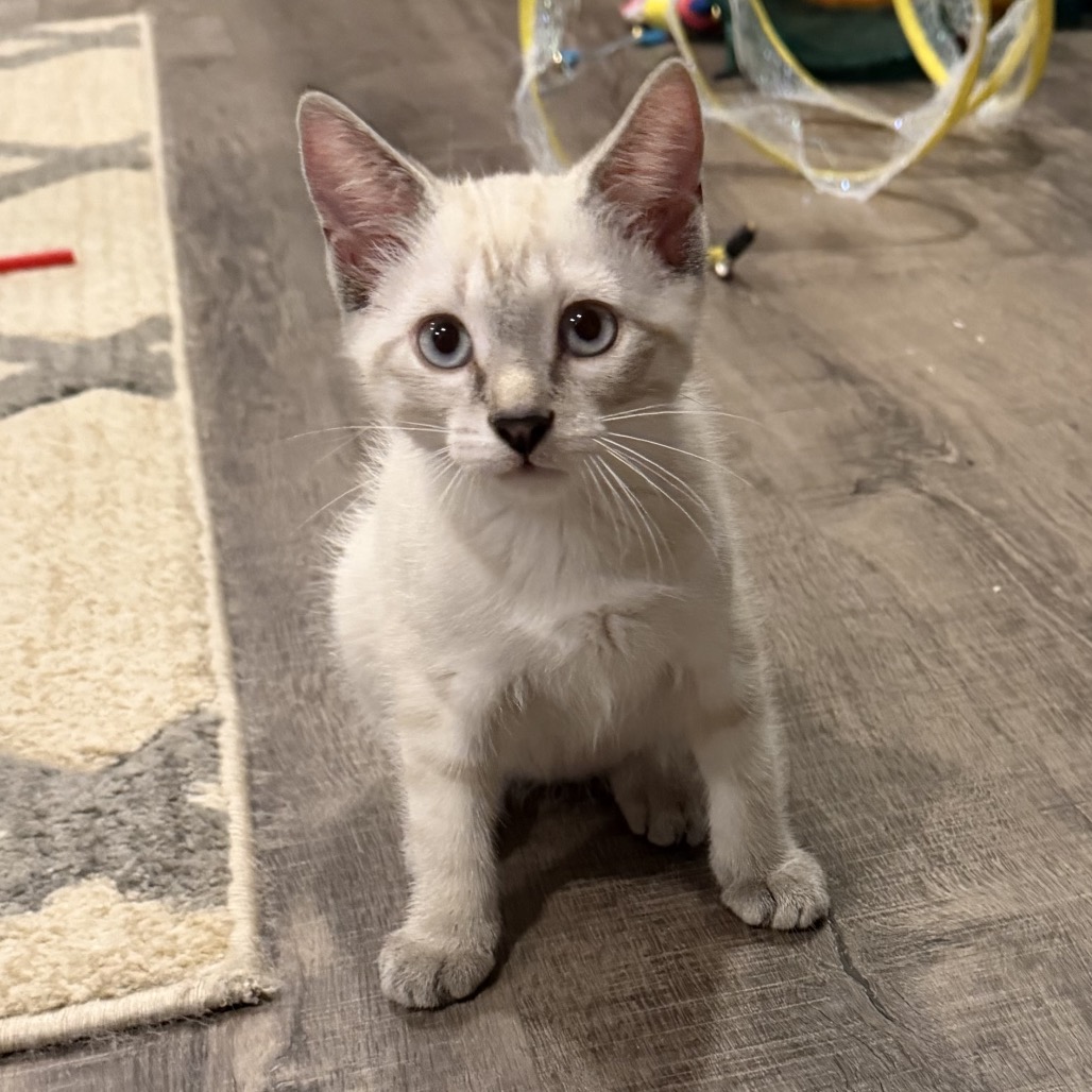 DAPHNE BLAKE - Siamese / Mix available for adoption