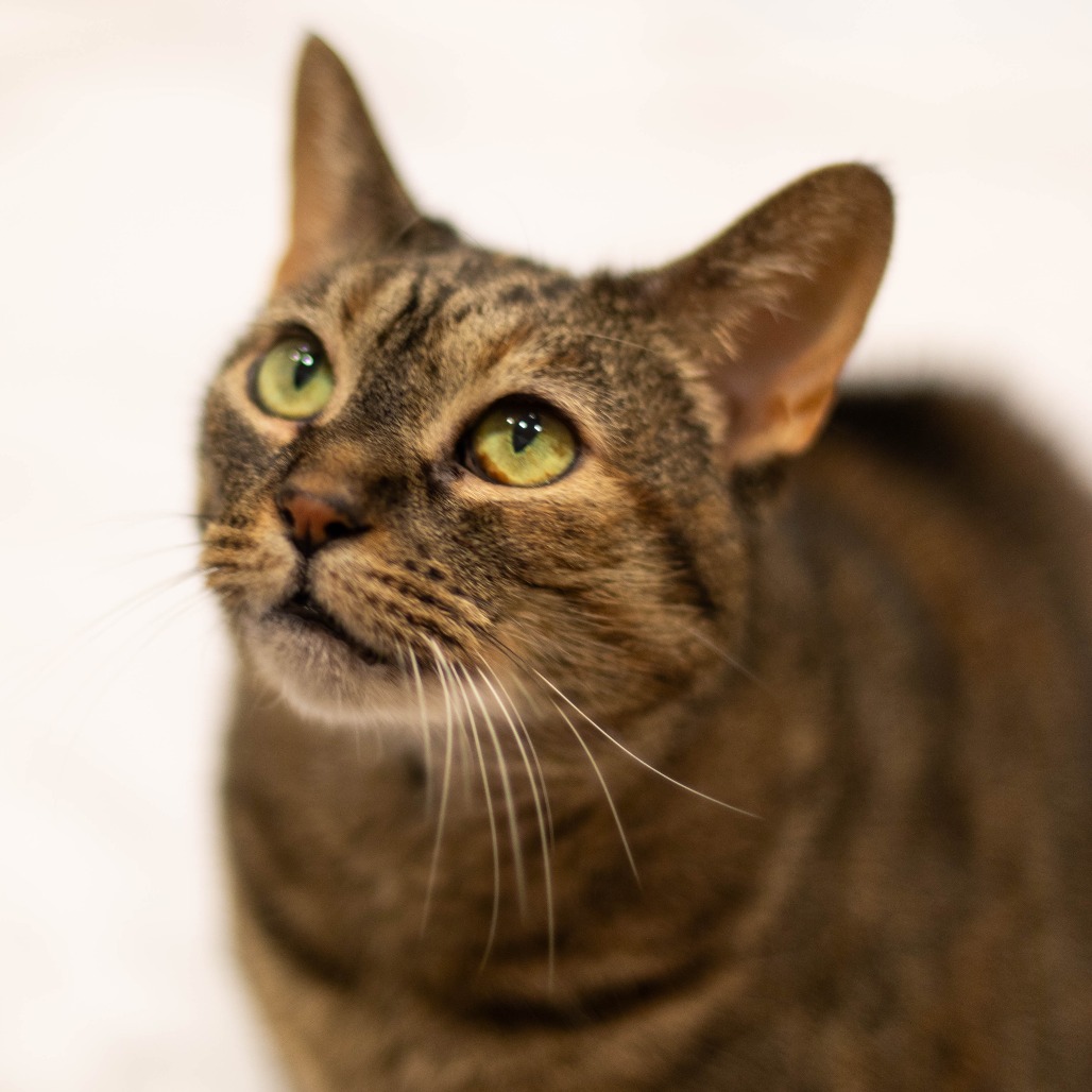 Suki - Available from Foster, photo 2