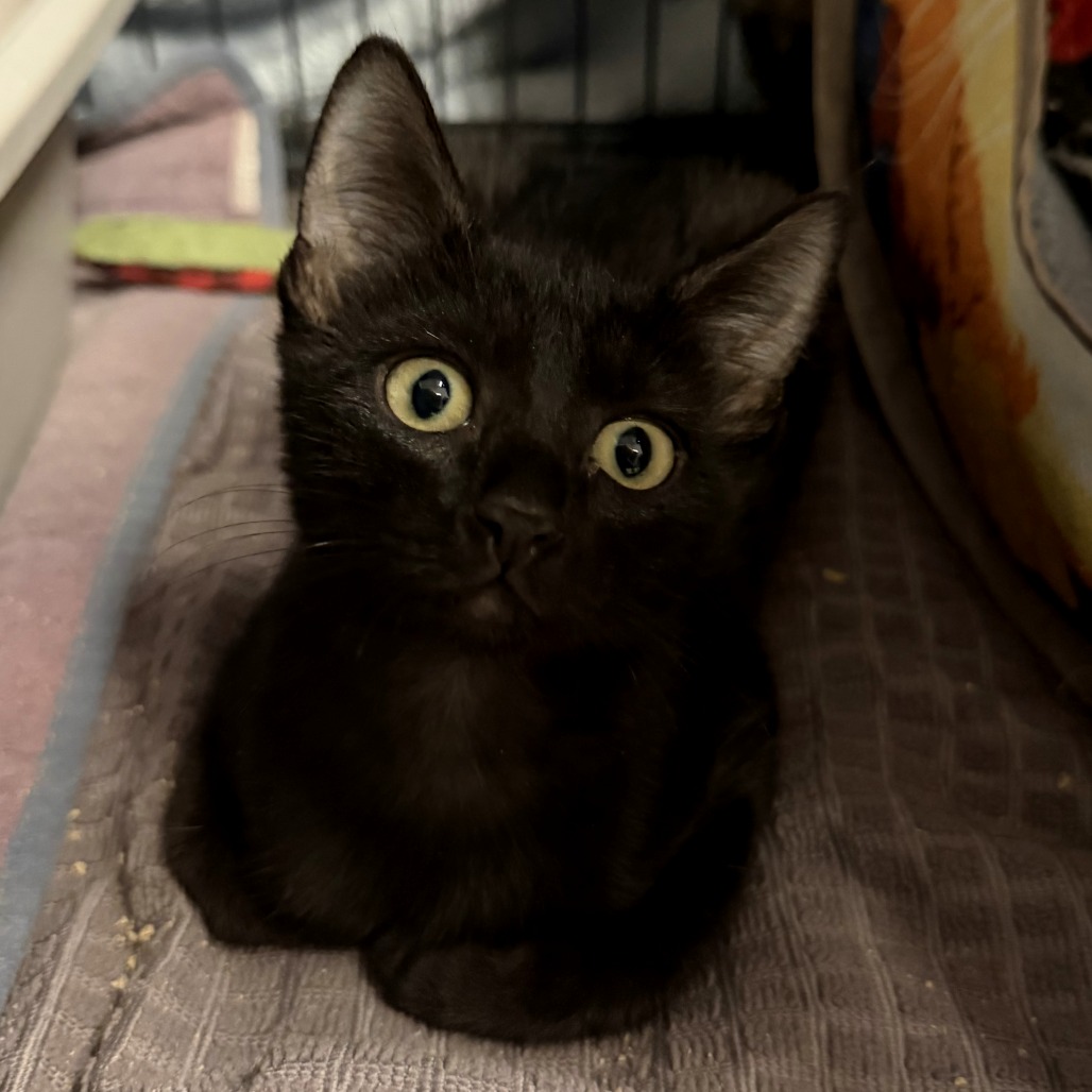 JET - Domestic Shorthair available for adoption
