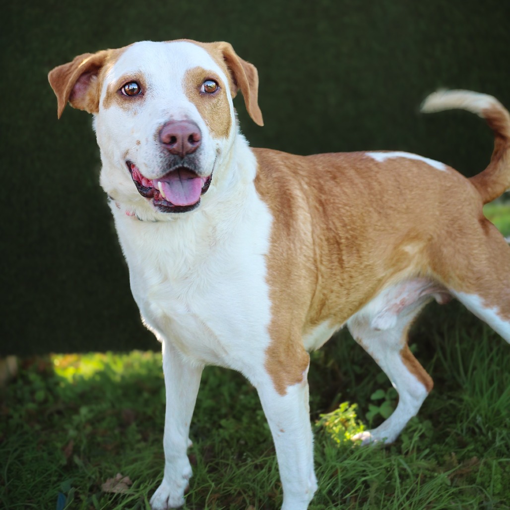 Walnut, an adoptable dog at SPCA-BC