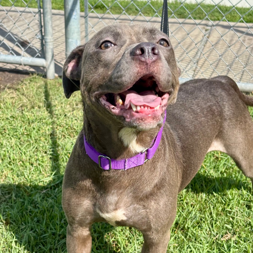 JENNA - Terrier, Pit Bull / Mixed Breed (Medium) available for adoption