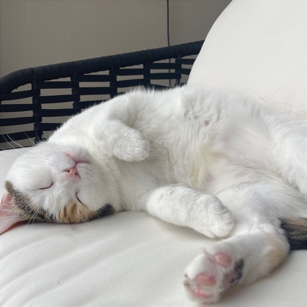 Close-up photo of Poppy