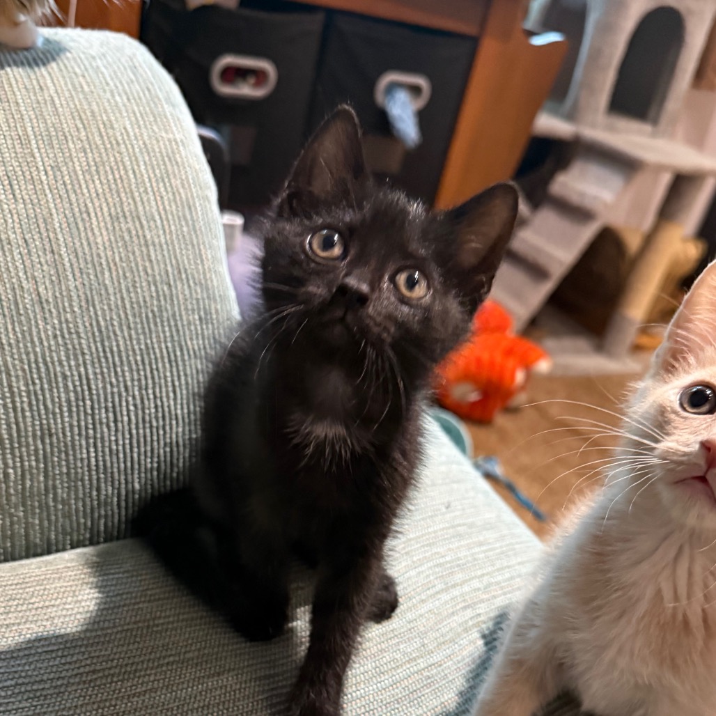MISTY - Domestic Shorthair available for adoption