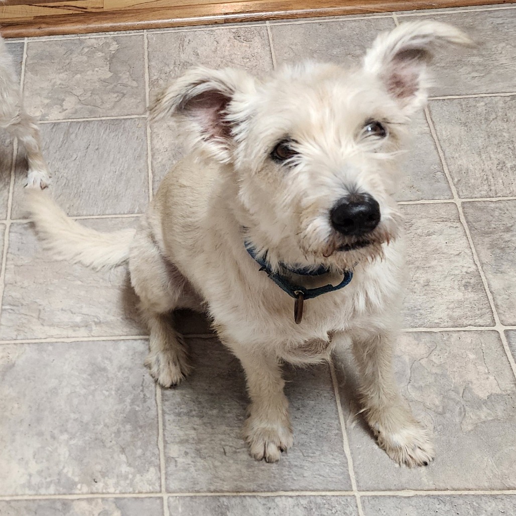 Scrappy, additional photo