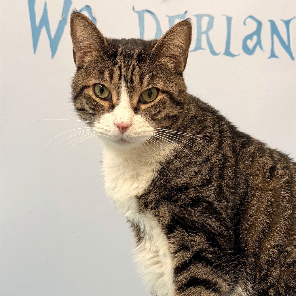 KISSY MISSY - Domestic Shorthair available for adoption