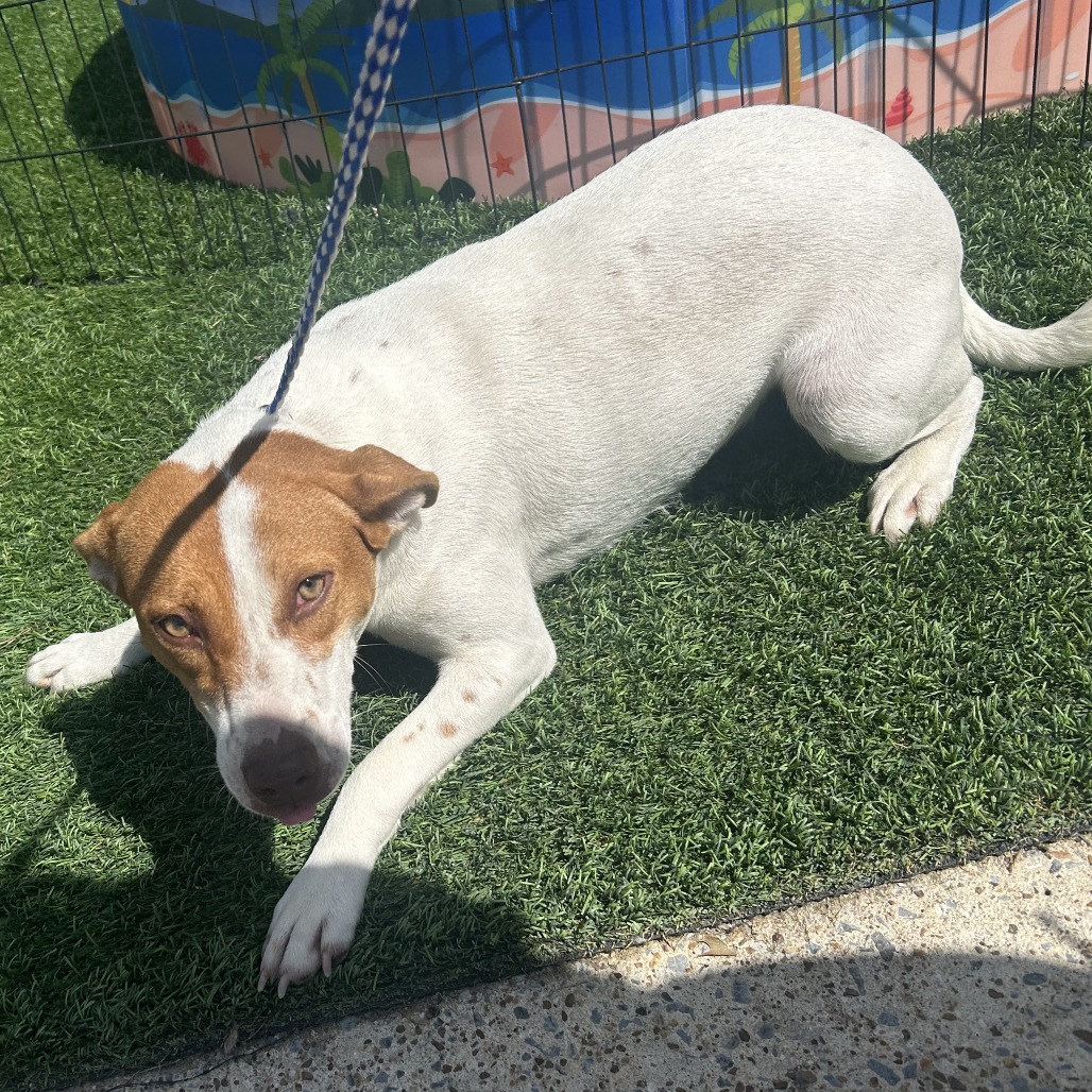 LARRINA - Terrier, Jack Russell / Mix for adoption in Chattanooga