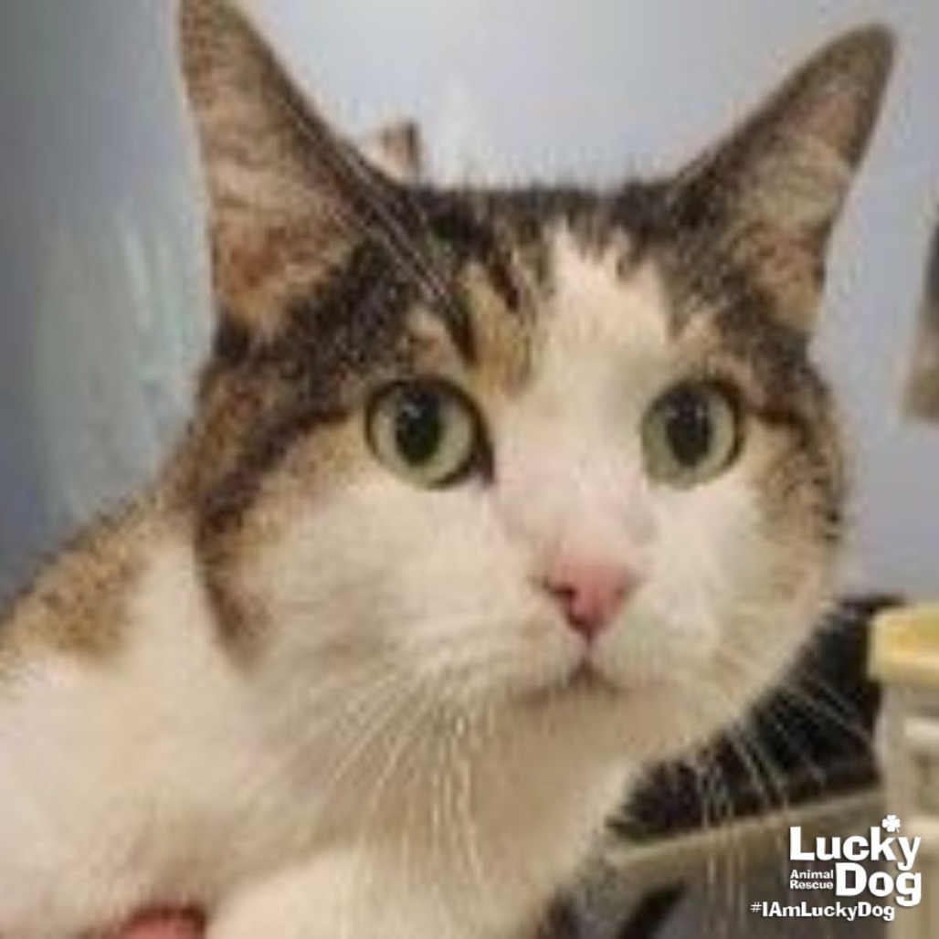 GIZMO - Domestic Shorthair available for adoption