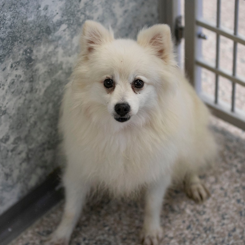 PITTER PATTER (AG26-193) - Pomeranian available for adoption