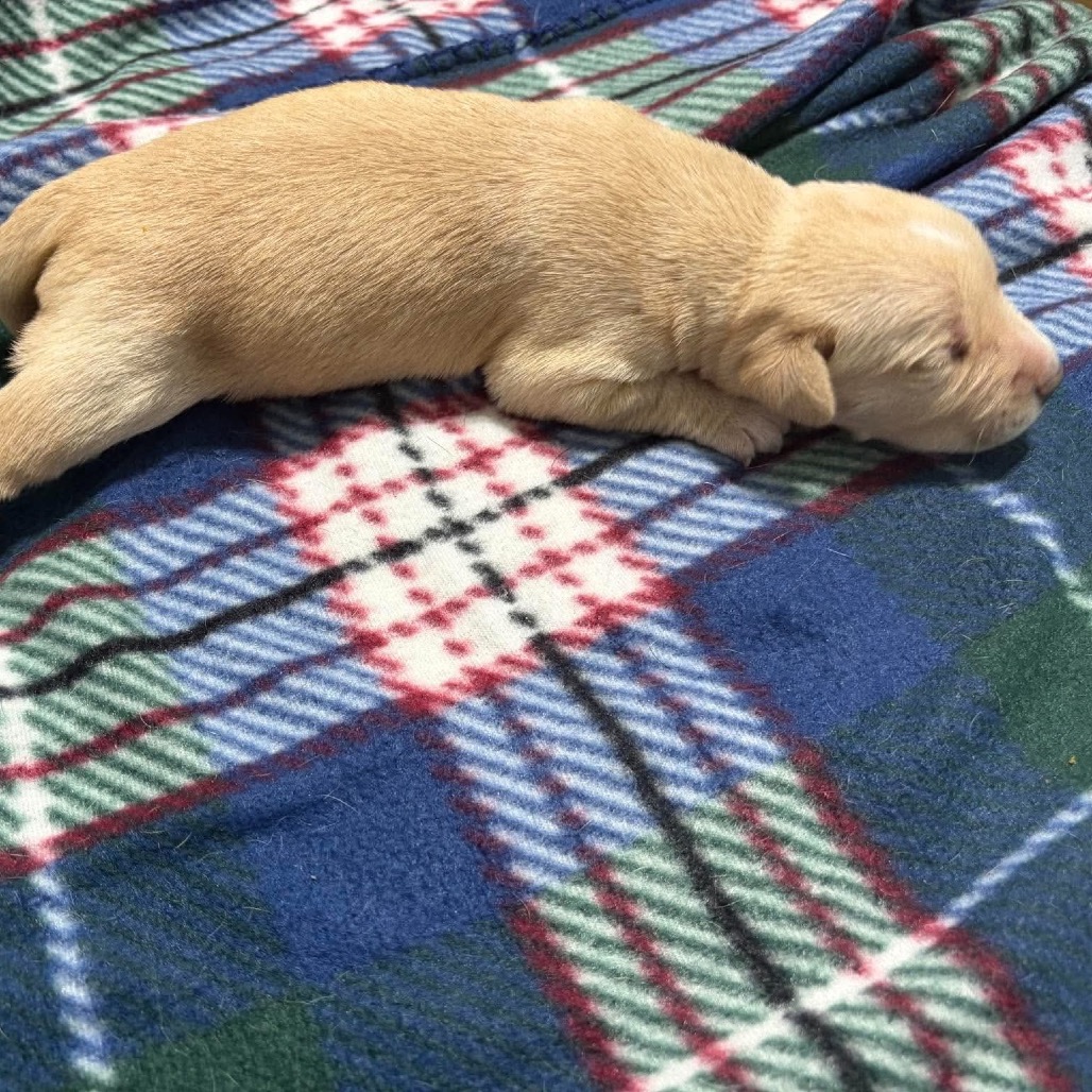 Meadow, an adoptable Mixed Breed (Medium)