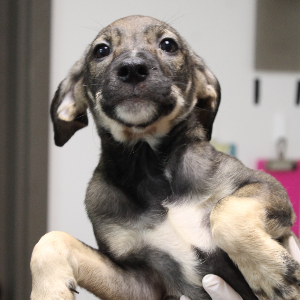 PANINI - Shepherd, German / Beagle available for adoption