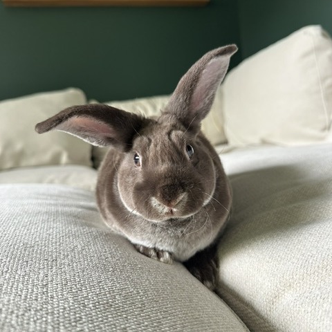 Button--In Foster***ADOPTION PENDING***, photo 3