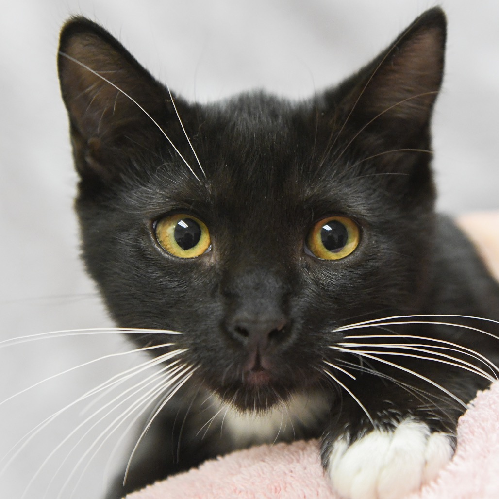 Susu - Domestic Shorthair