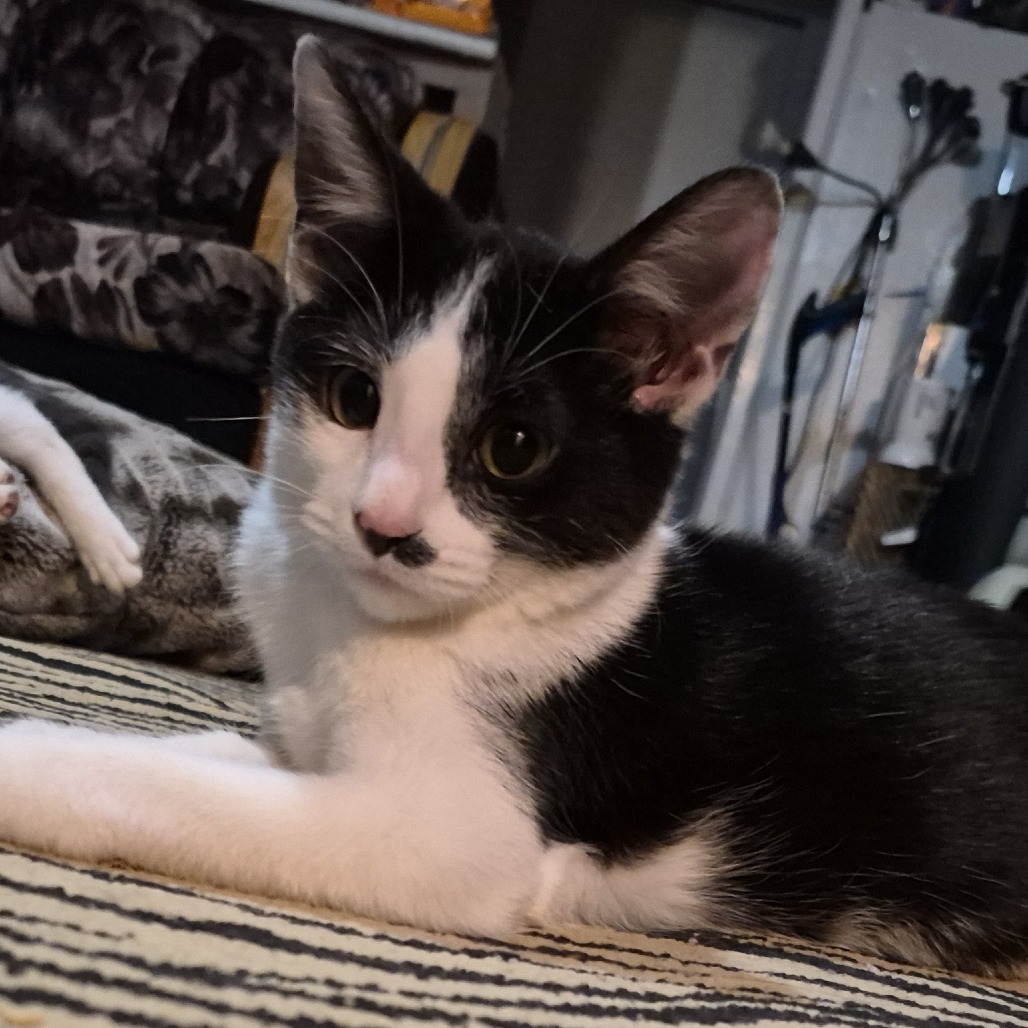 Mookie