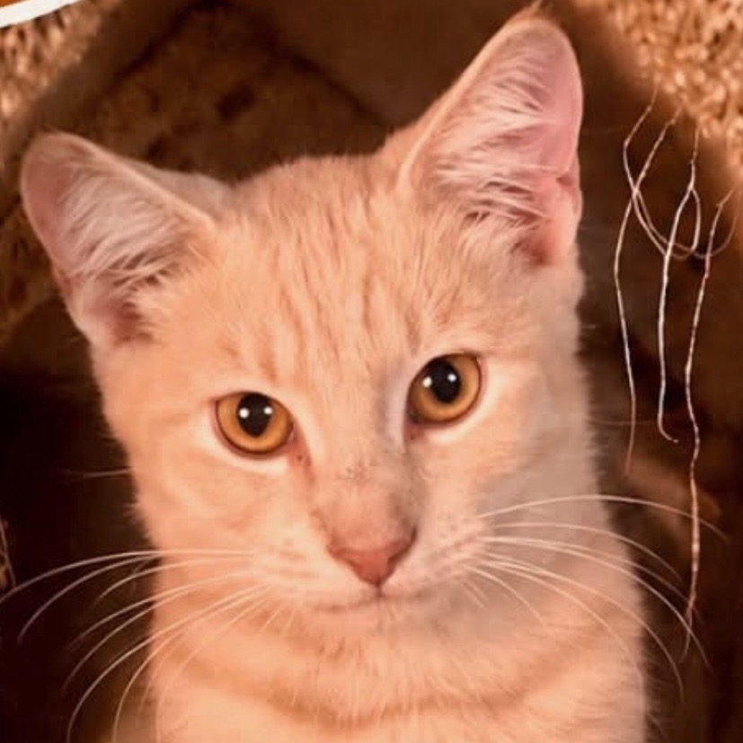 BISCUIT - Domestic Shorthair available for adoption