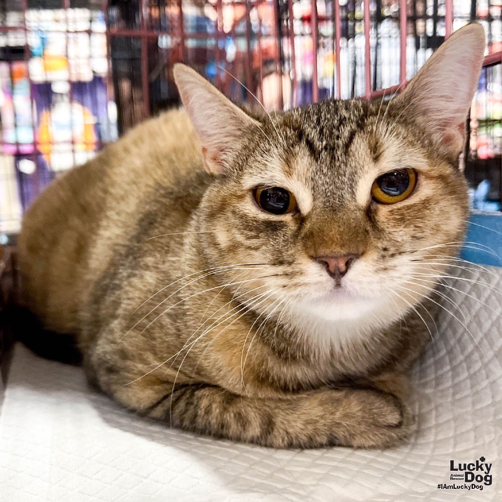 TORTELLINI - Domestic Shorthair available for adoption