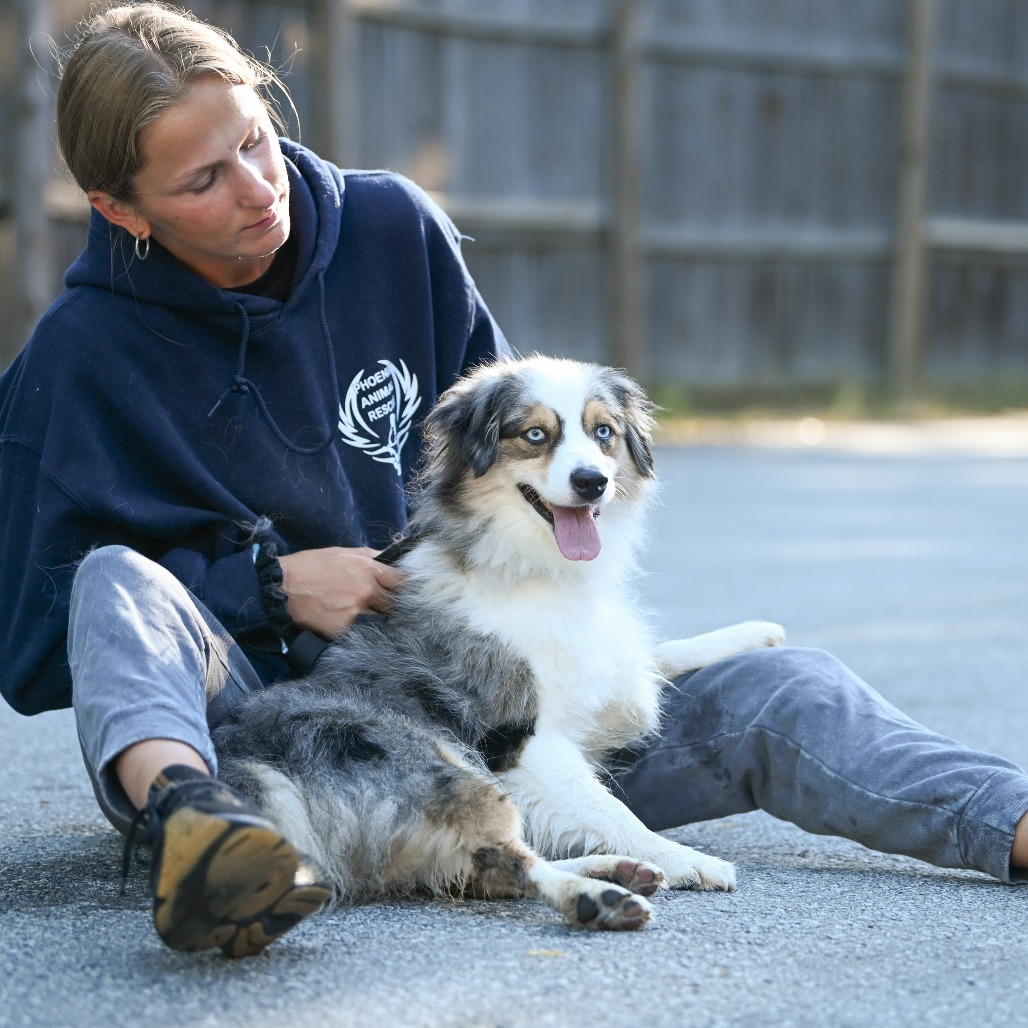 Coco - Phoenix Animal Rescue