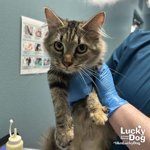 MEREDITH - Domestic Shorthair available for adoption