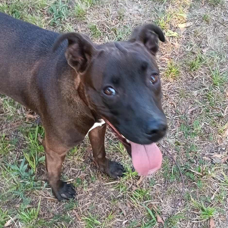 Amelia, photo 3