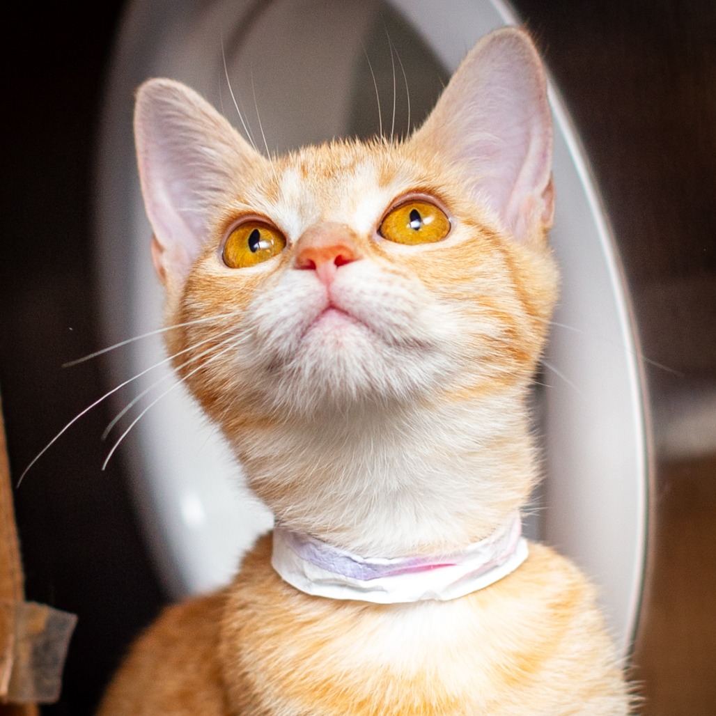 DAFFODIL - Domestic Shorthair available for adoption