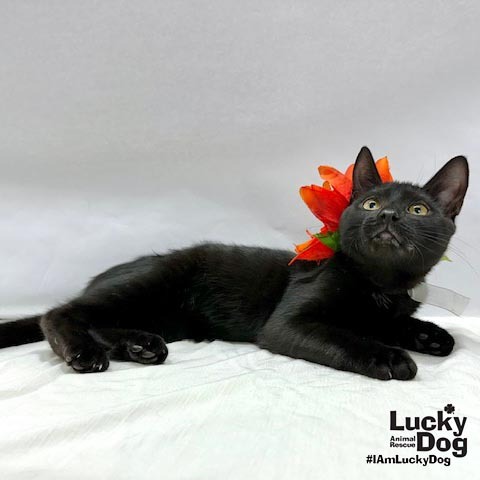 ERNIE - Domestic Shorthair available for adoption