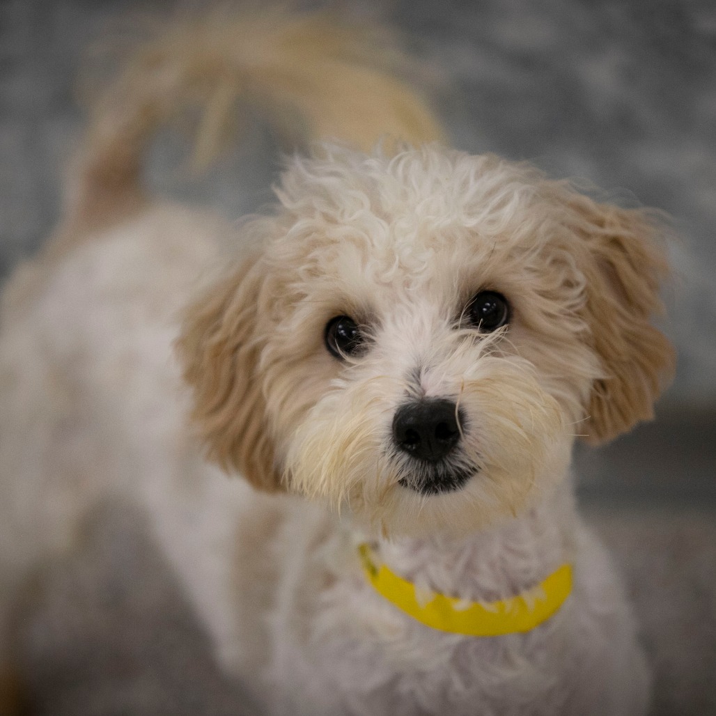 BRADY (S26-147) - Coton De Tulear / Poodle, Miniature available for adoption
