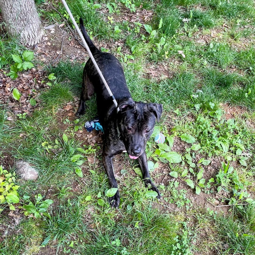 Artemis — thumbnail 5