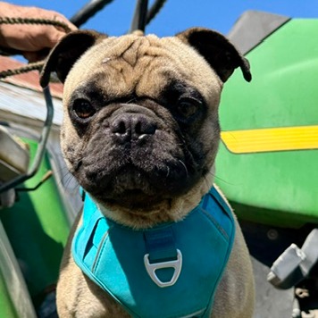 Mack (aka Max), photo 5