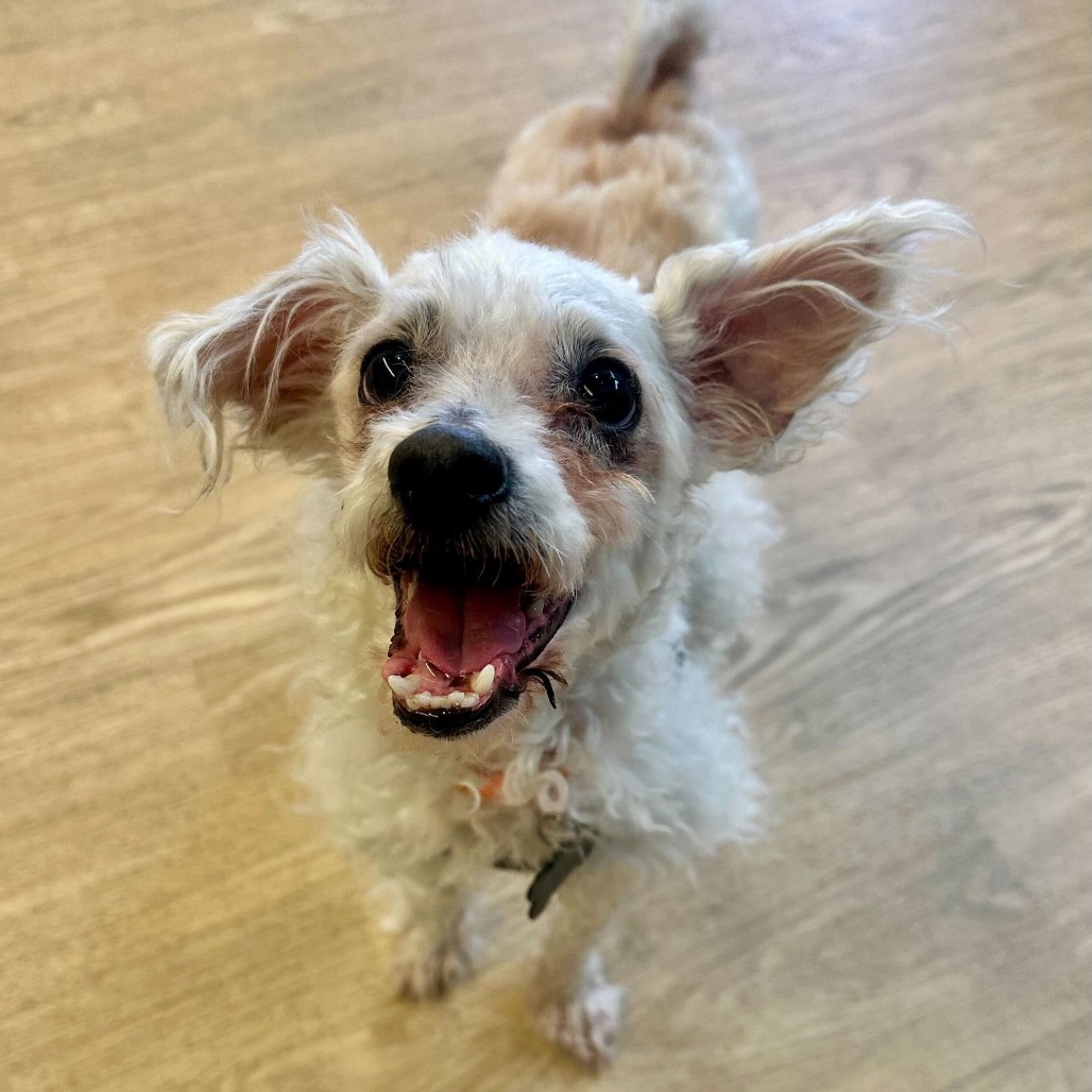 Almond Bark 13863 — thumbnail 2