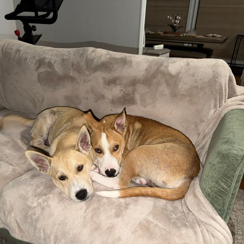 Gus photo 8