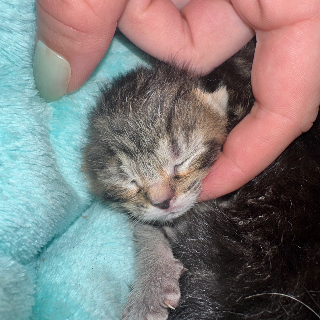 Chirpy, photo 3