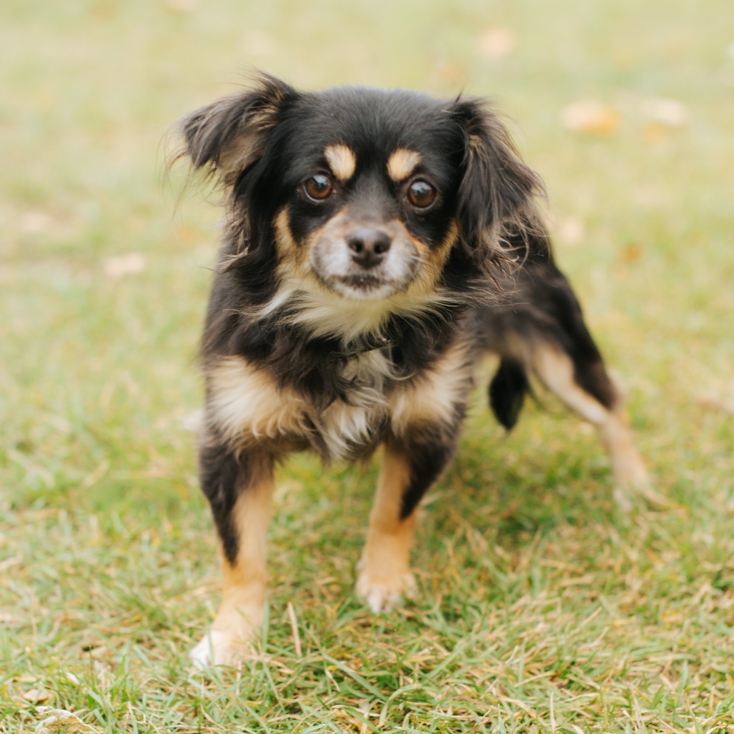 Chihuahua