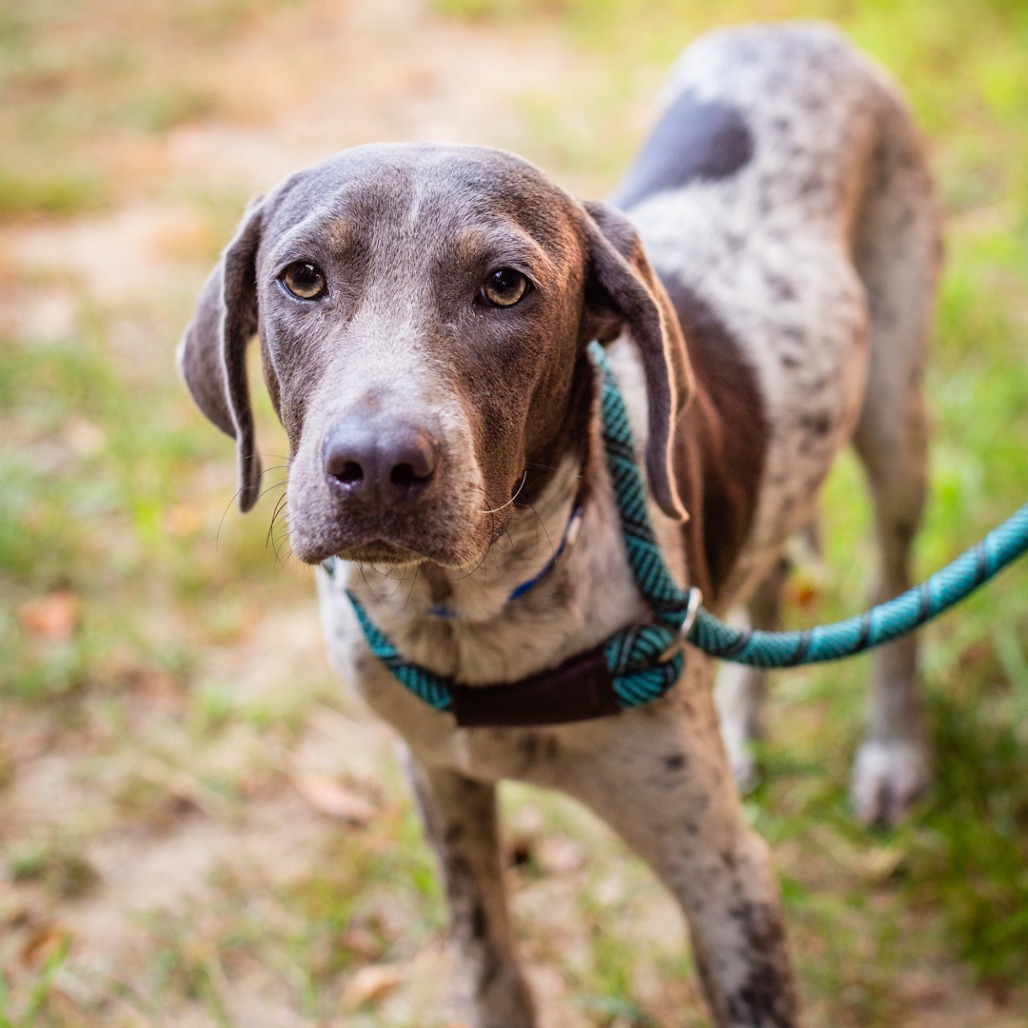 BIG IRON - Foxhound, American / Mix available for adoption