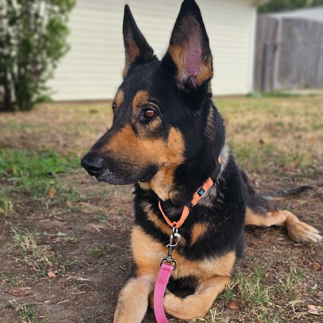 Koda