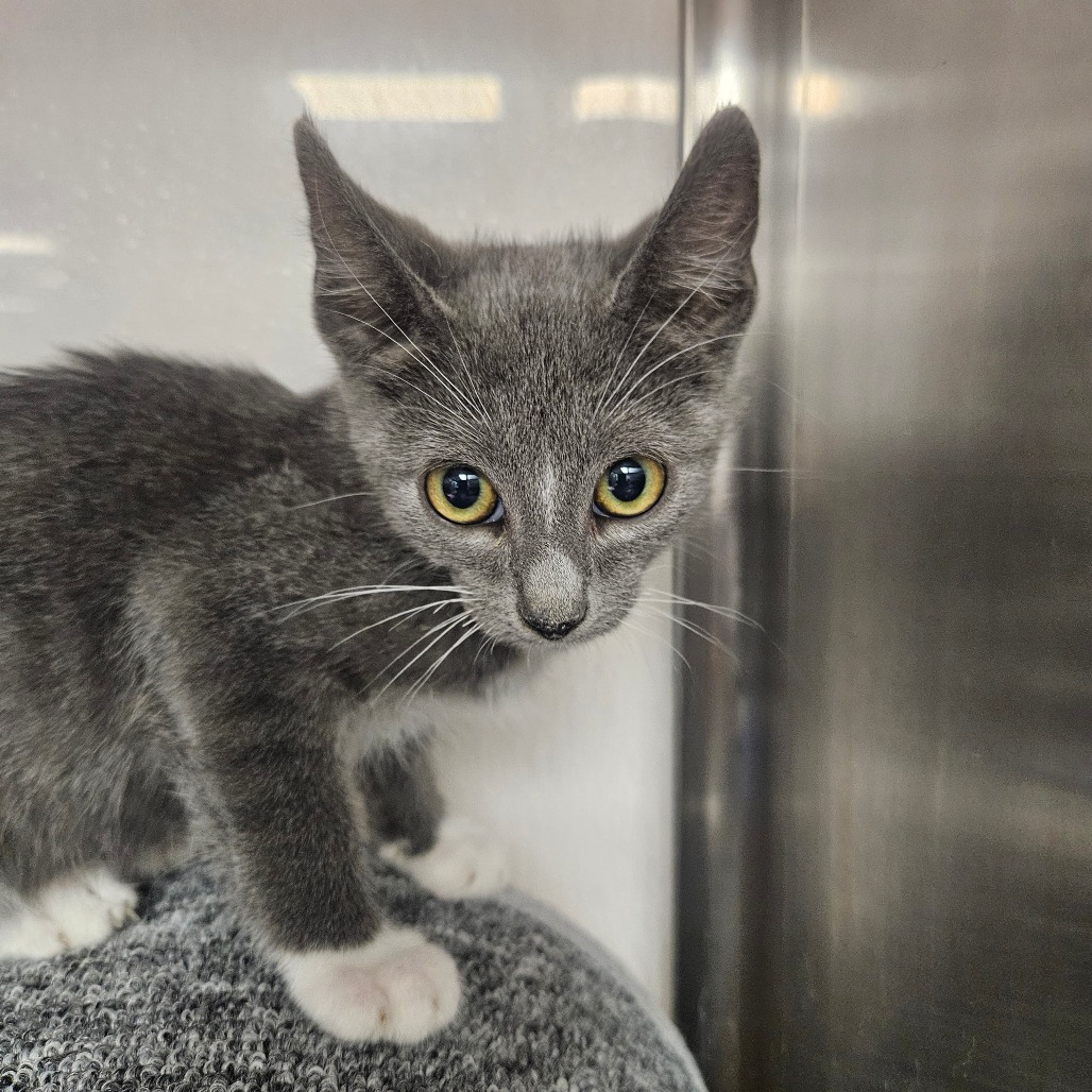 GLADIUS - Domestic Shorthair available for adoption