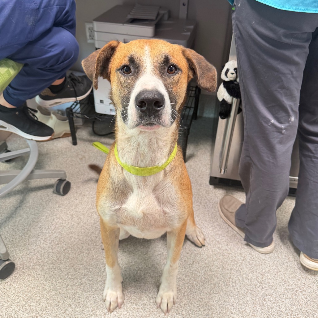 Black Mouth Cur
