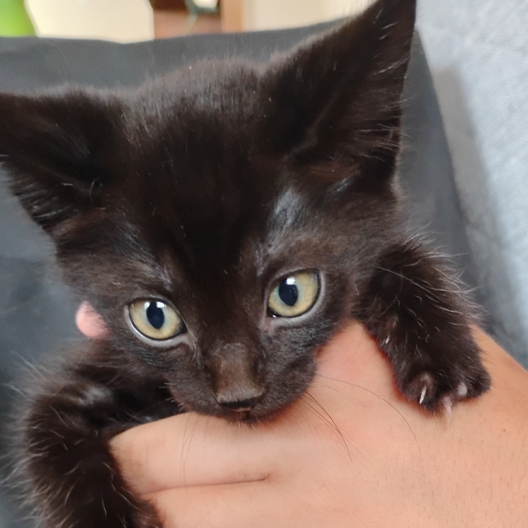 PINKIE - Domestic Shorthair for adoption in West Jordan